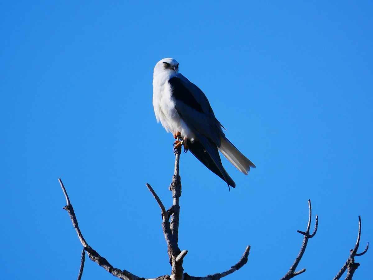 White-tailed Kite - ML642292078