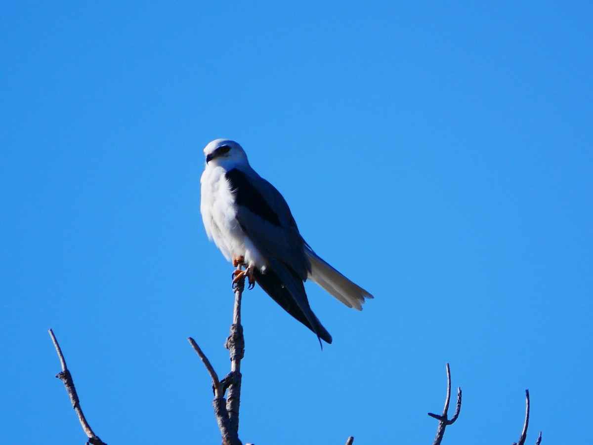 White-tailed Kite - ML642292079