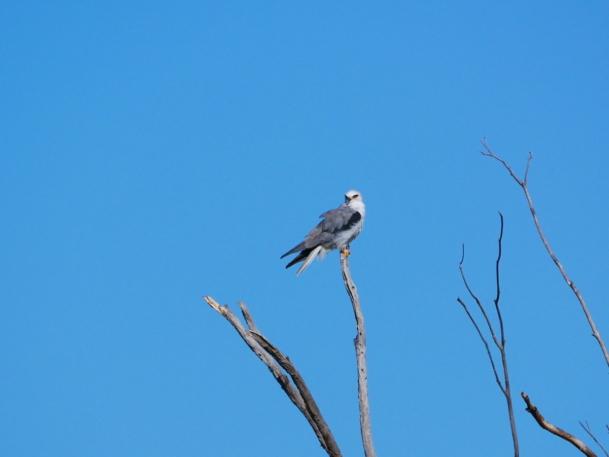 White-tailed Kite - ML642292081