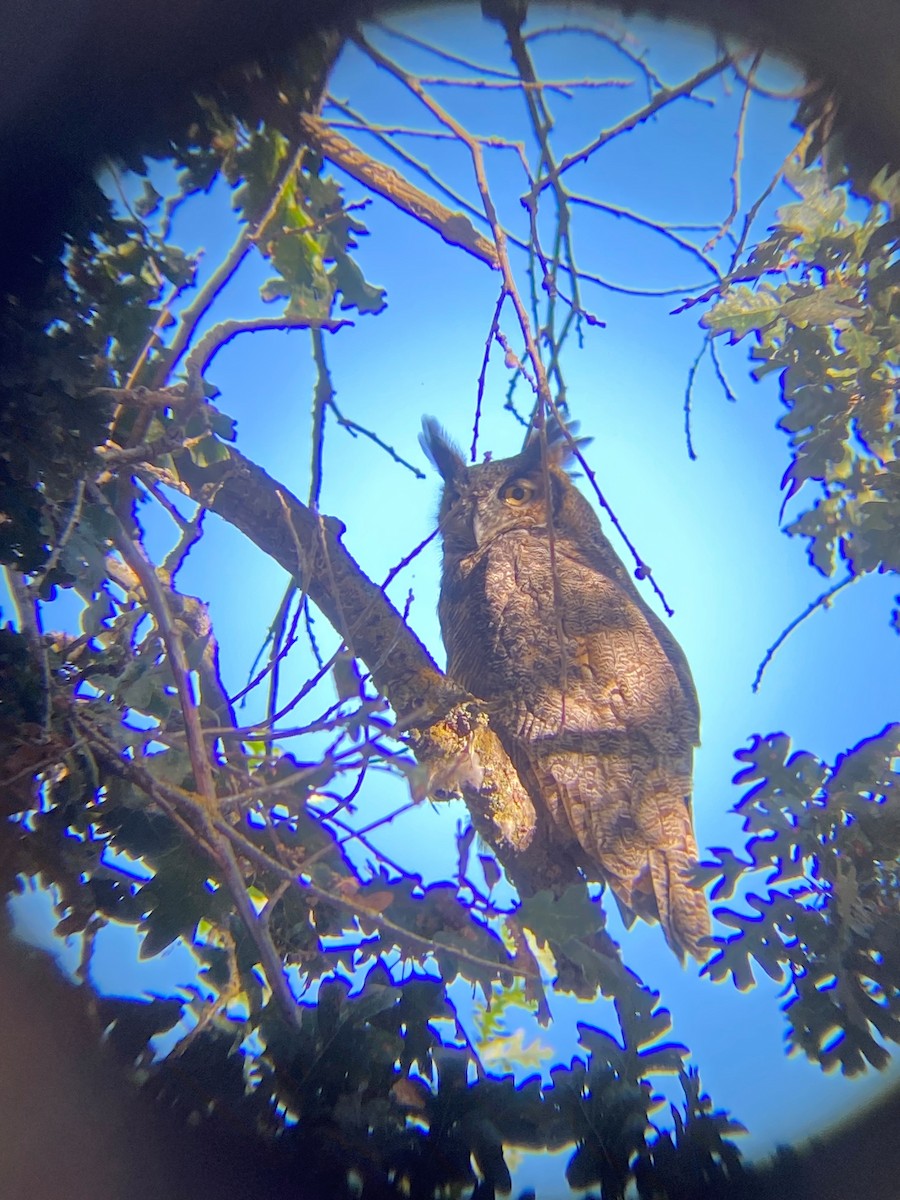 Great Horned Owl - ML642292082
