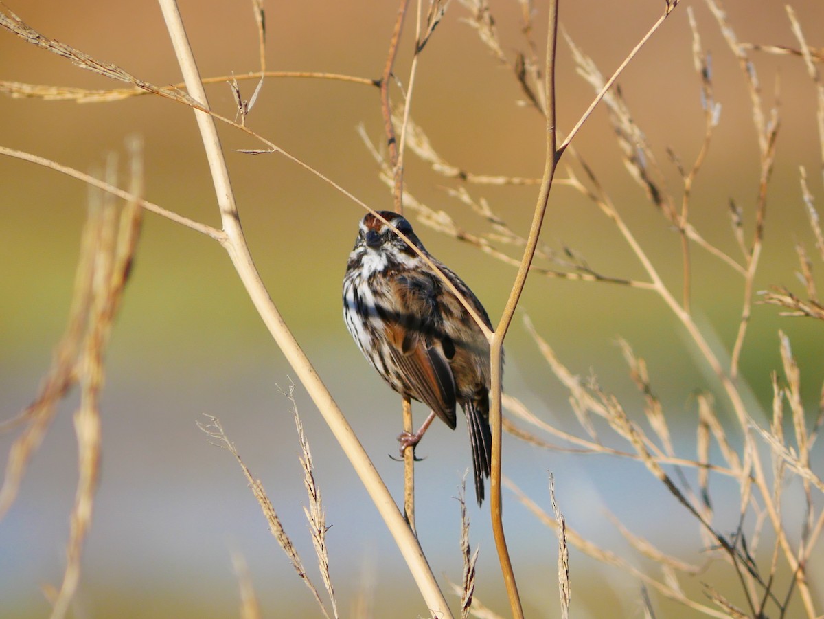 Golden-crowned Sparrow - ML642292087