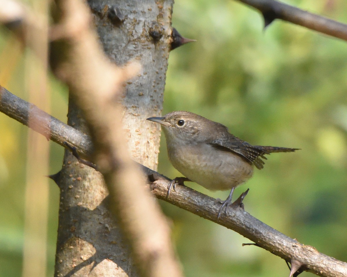 Northern House Wren - ML642292105