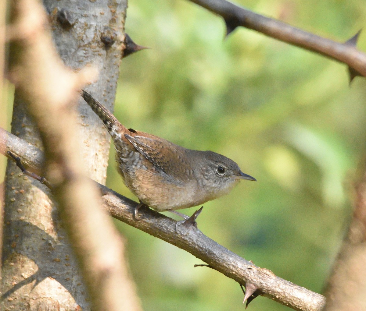 Northern House Wren - ML642292106