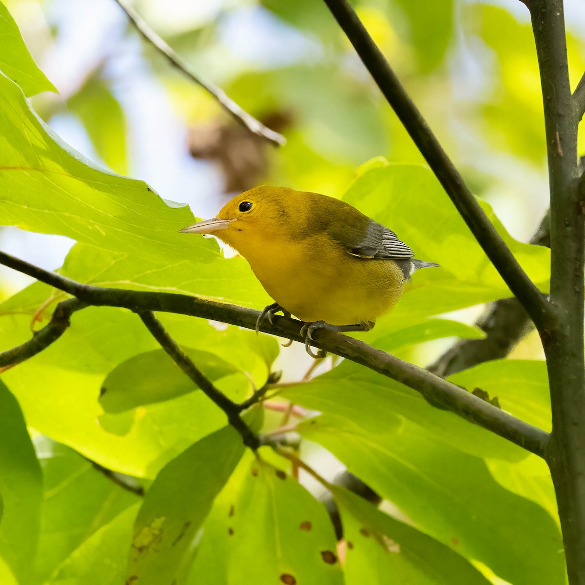Prothonotary Warbler - ML642292168