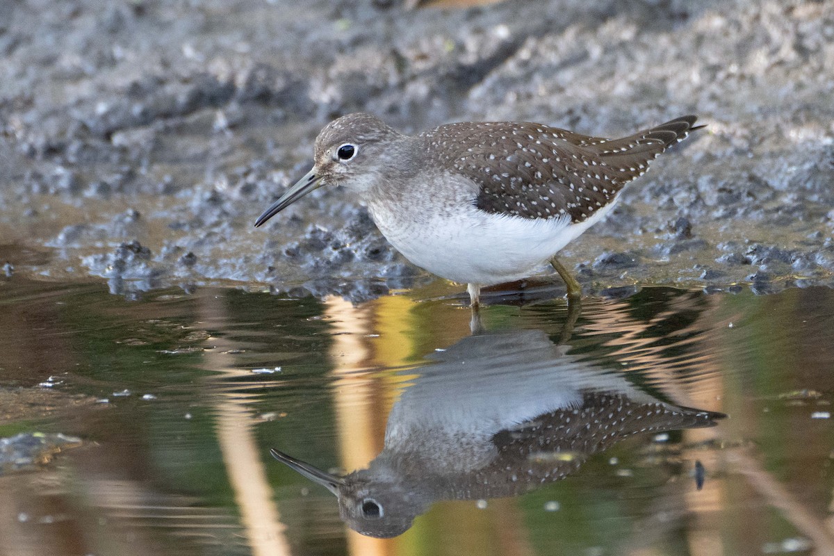 Solitary Sandpiper - ML642292178