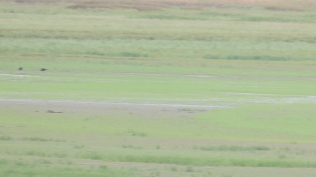 ヒメコンドル - ML642292179