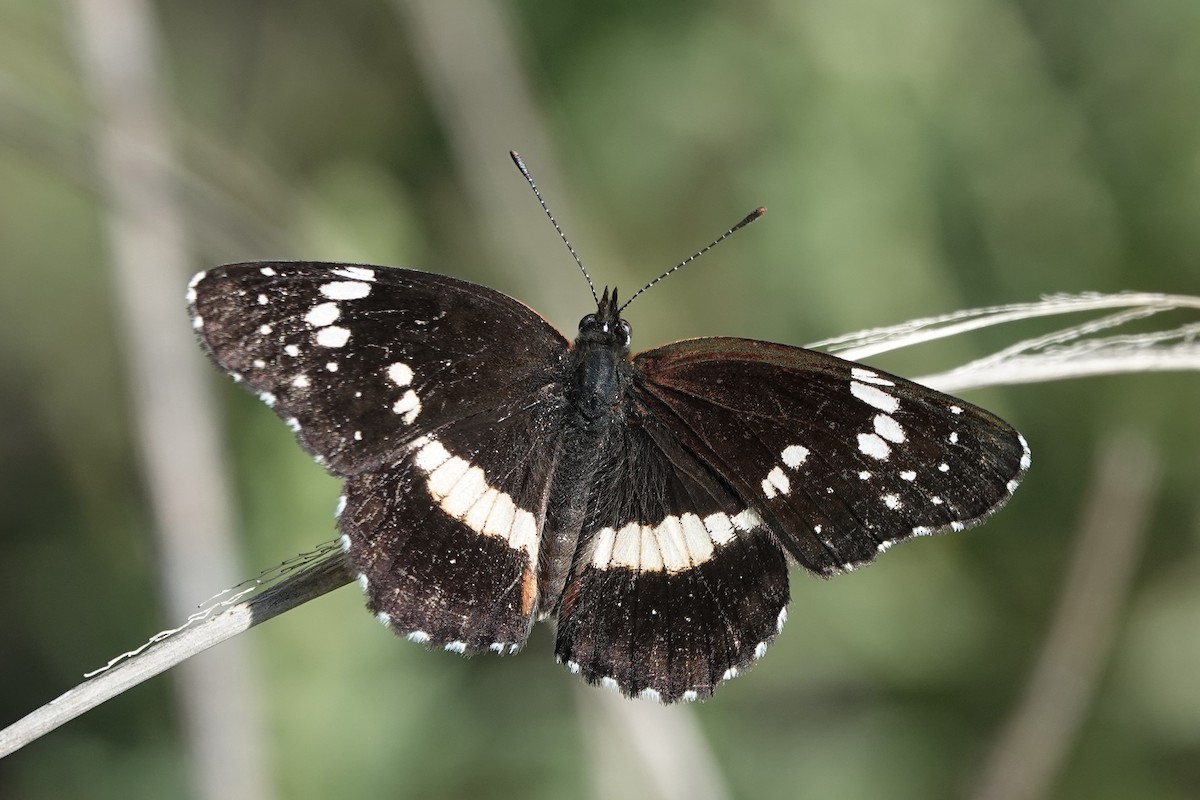 Animals - ML642292196