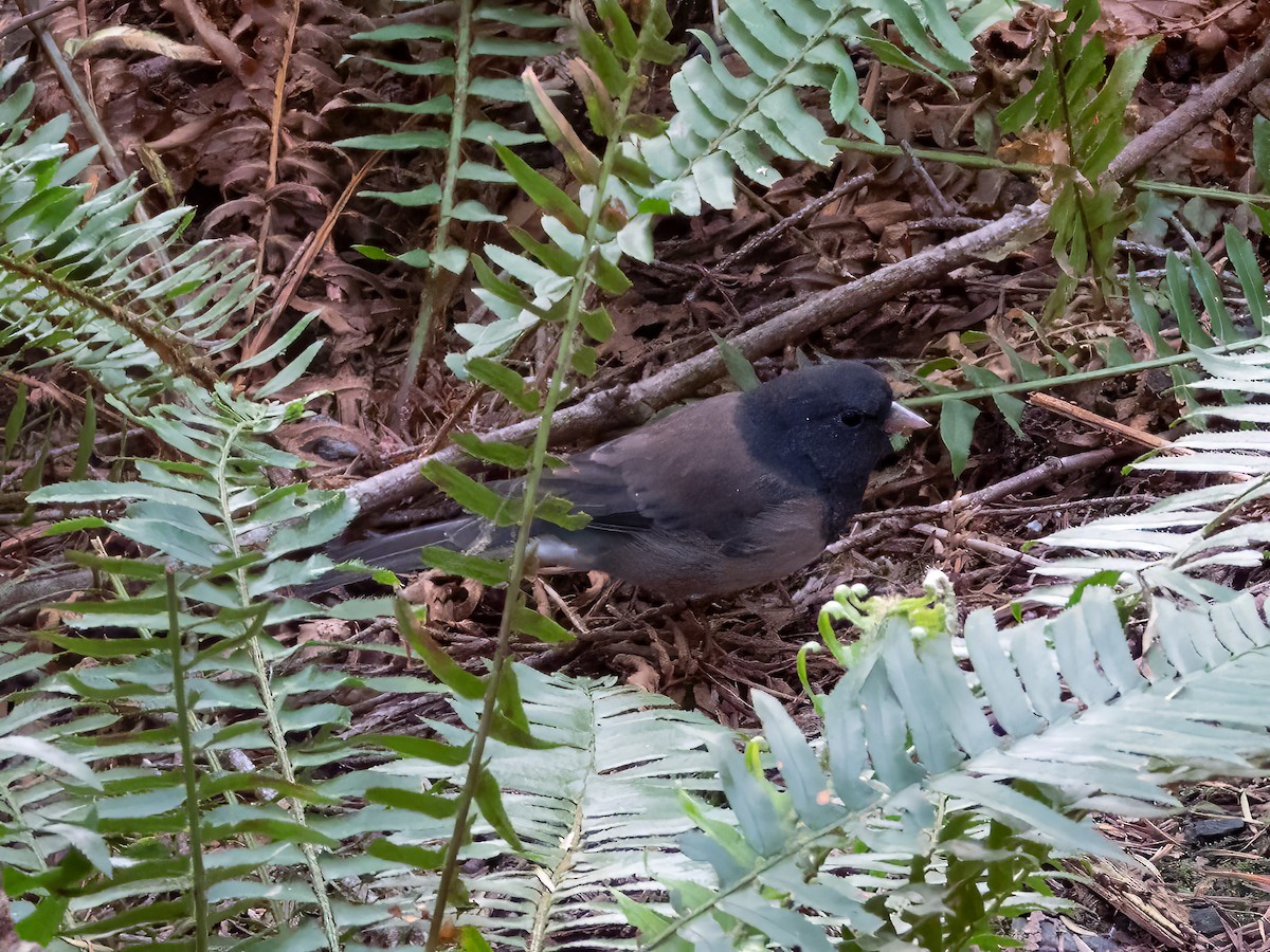 Dark-eyed Junco - ML642292200