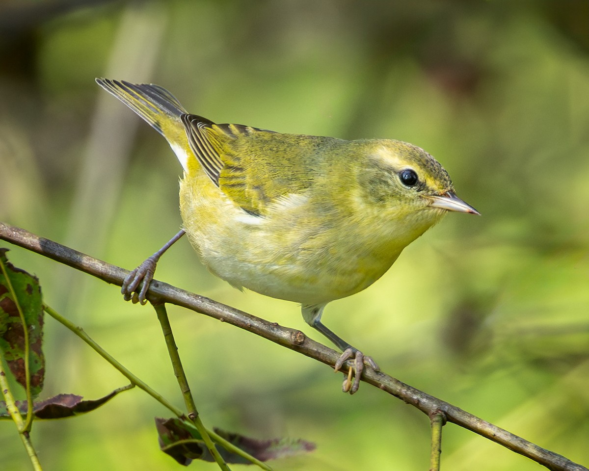 Tennessee Warbler - ML642292219