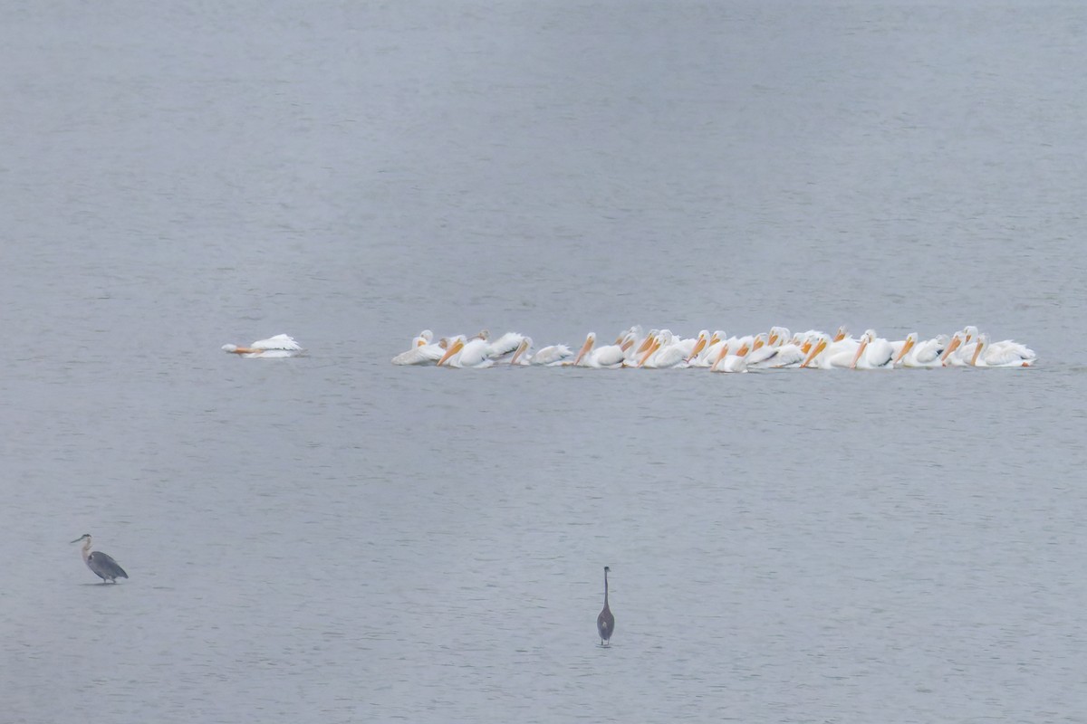 American White Pelican - ML642292248