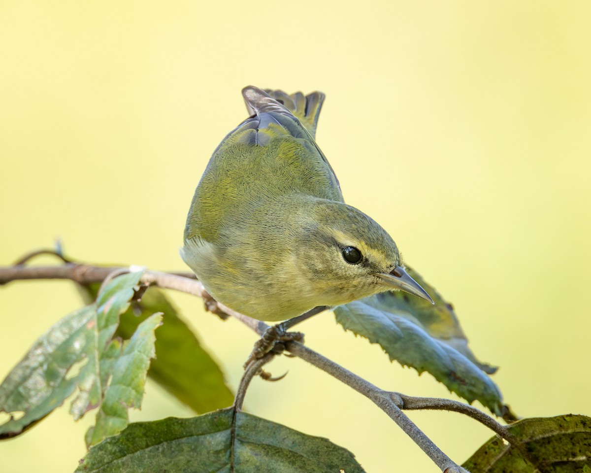 Tennessee Warbler - ML642292249