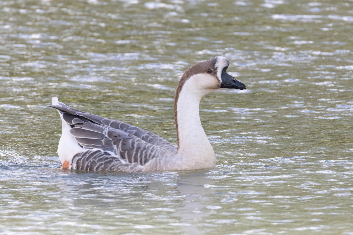 Swan Goose (Domestic type) - ML642292263