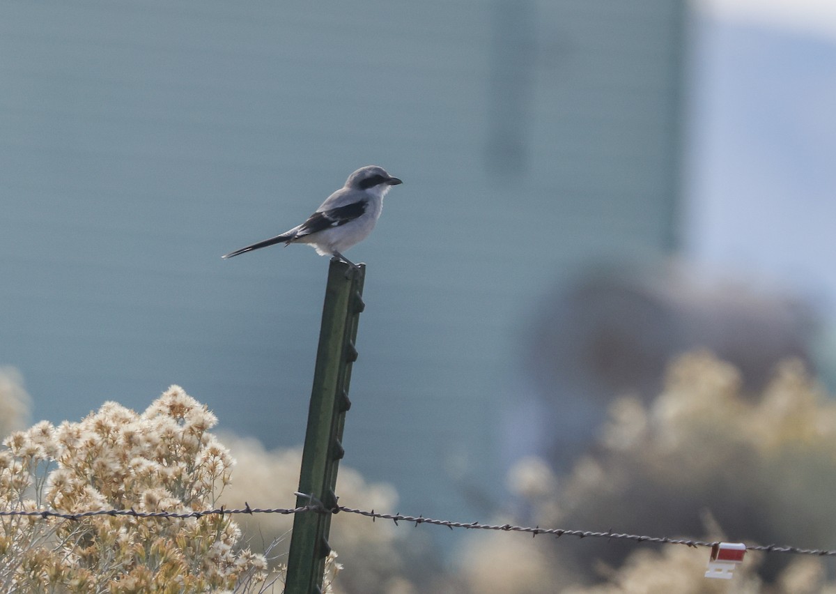 Pie-grièche migratrice - ML642292328