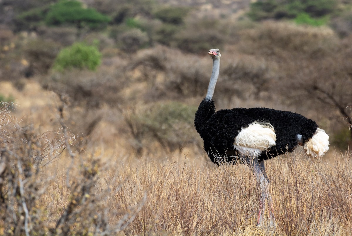 Somali Ostrich - ML642292329