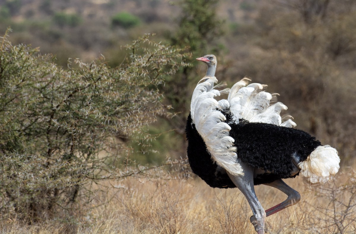 Somali Ostrich - ML642292330