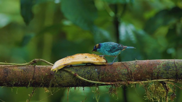 Golden-naped Tanager - ML642292331