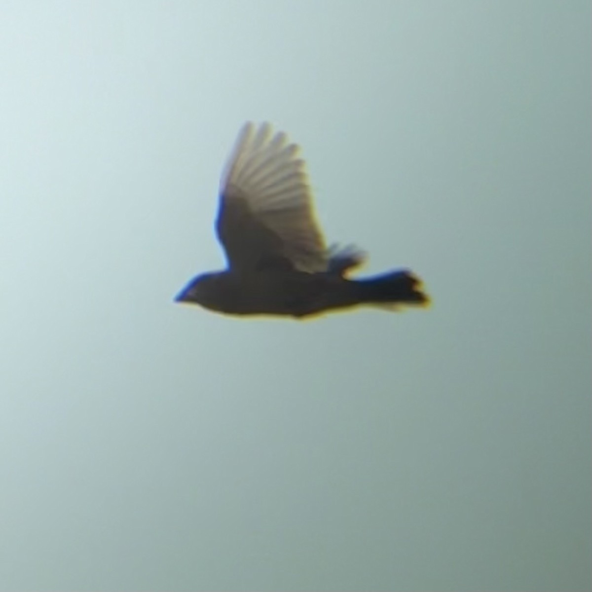 Blue Grosbeak - ML642292358