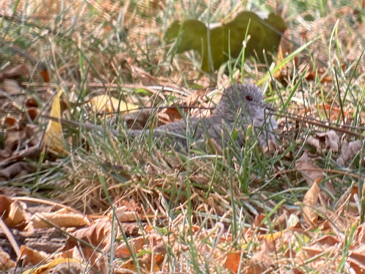 Inca Dove - ML642292371