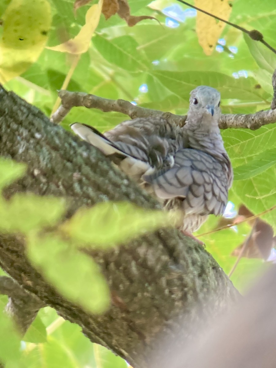 Inca Dove - ML642292372