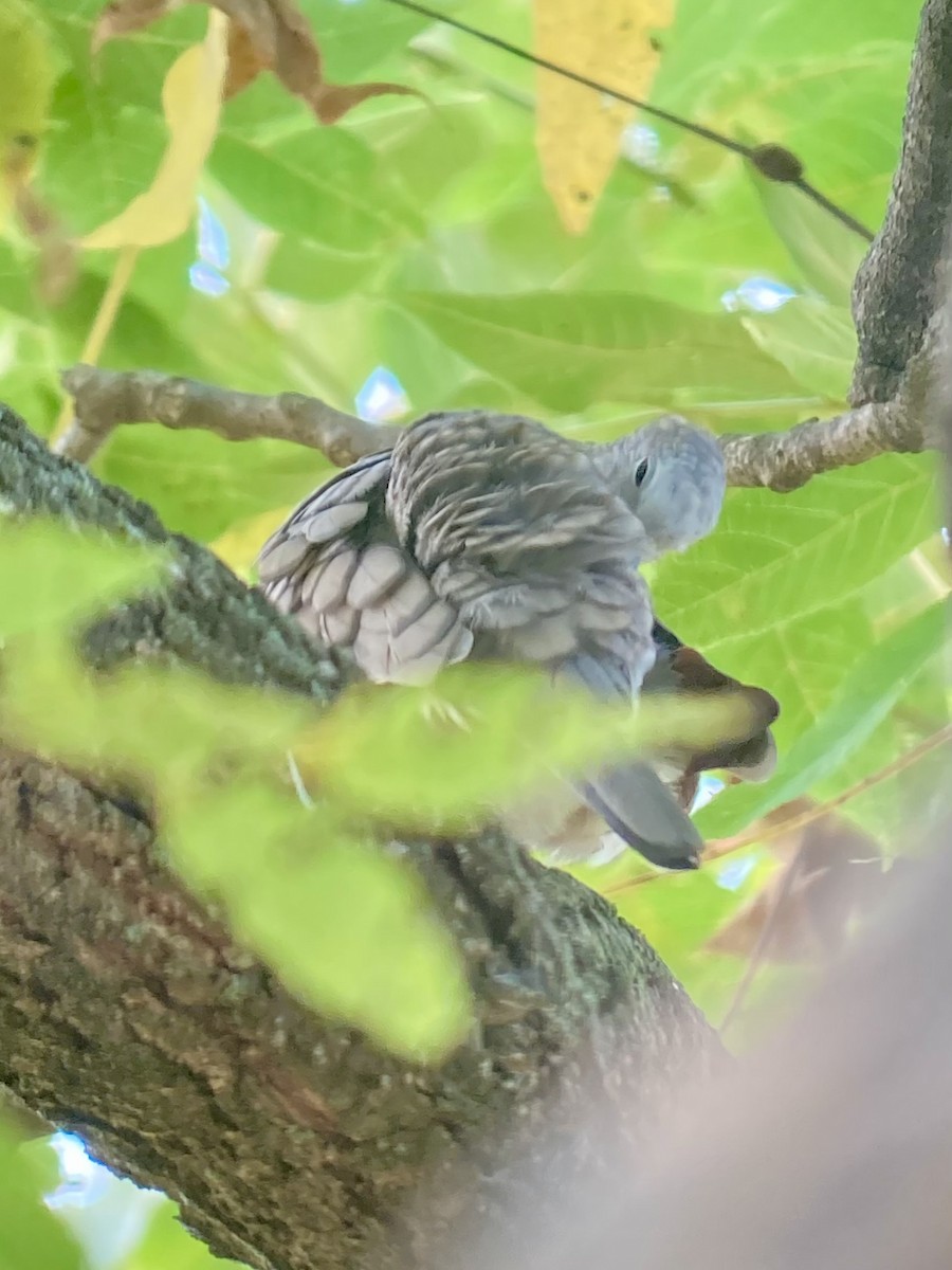 Inca Dove - ML642292373