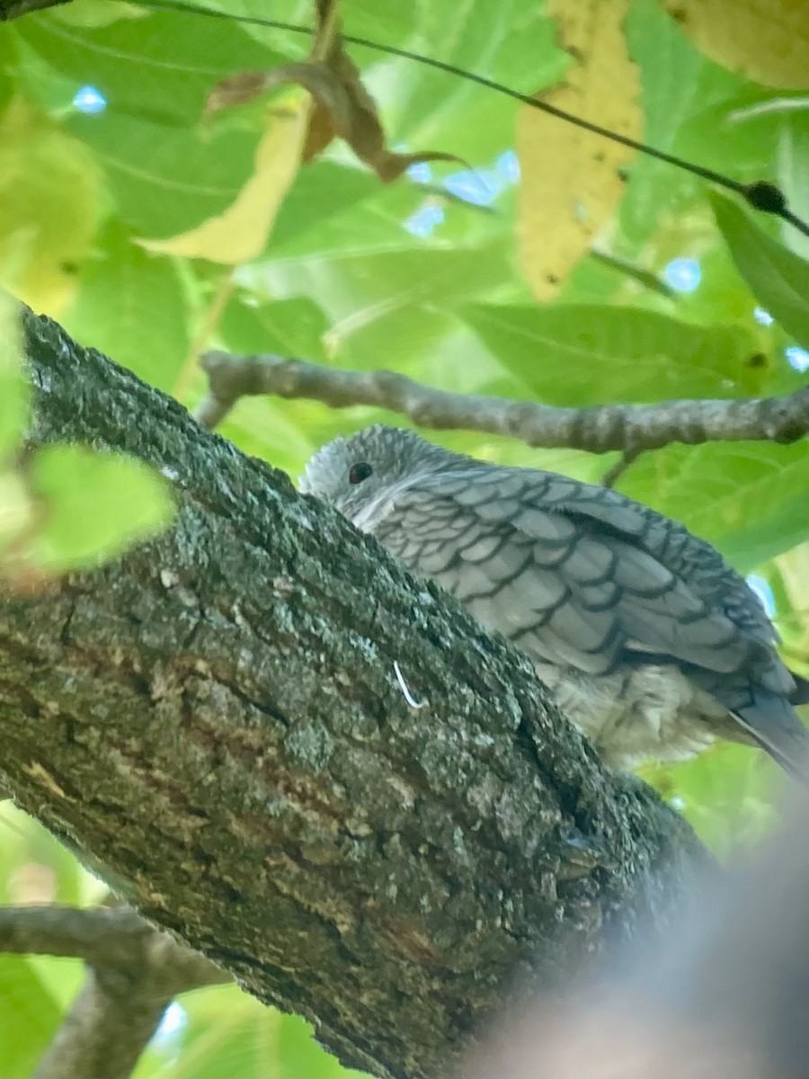 Inca Dove - ML642292374