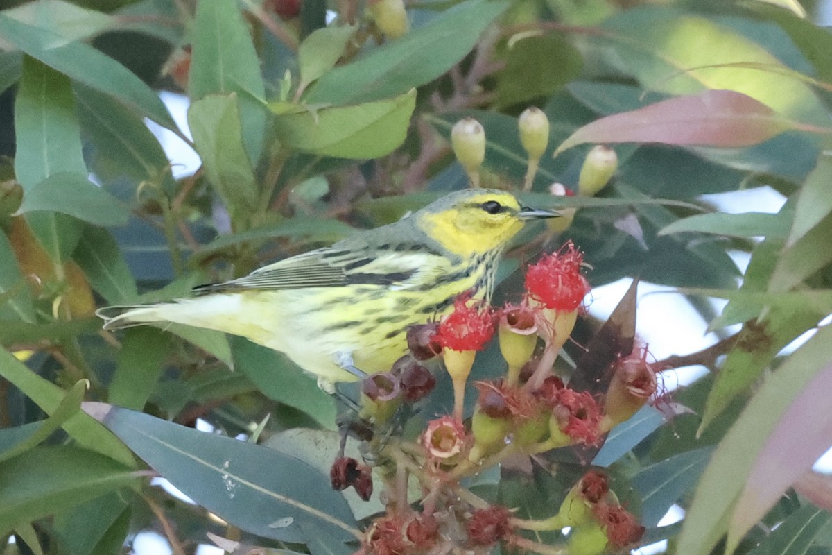 Cape May Warbler - ML642292379