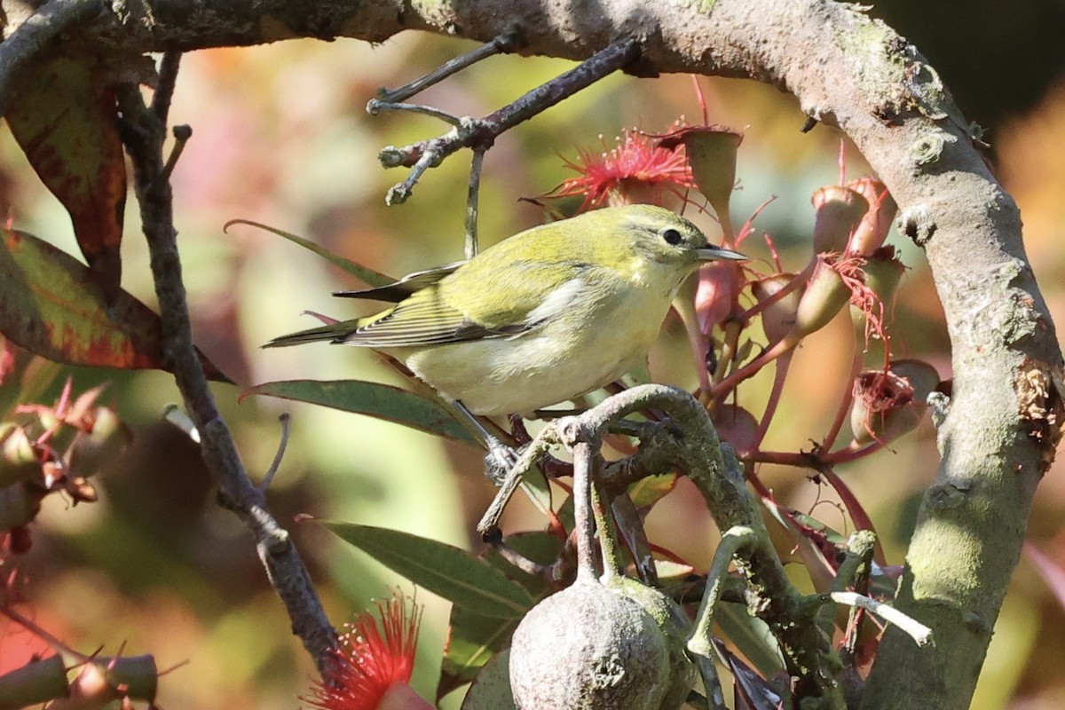 Tennessee Warbler - ML642292383