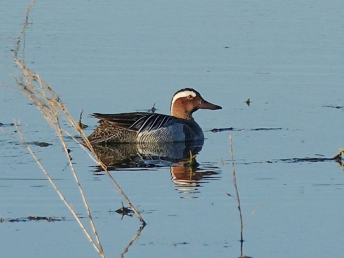 Garganey - ML642292392