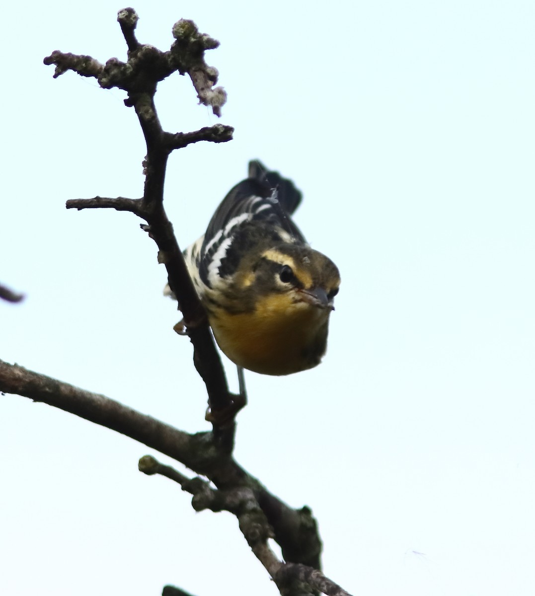 Blackburnian Warbler - ML642292400