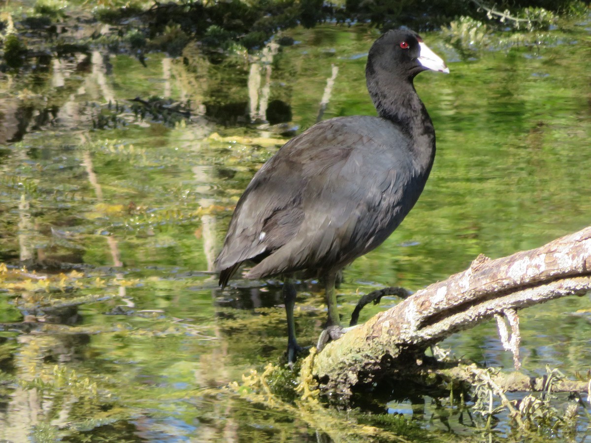 American Coot - ML642292401