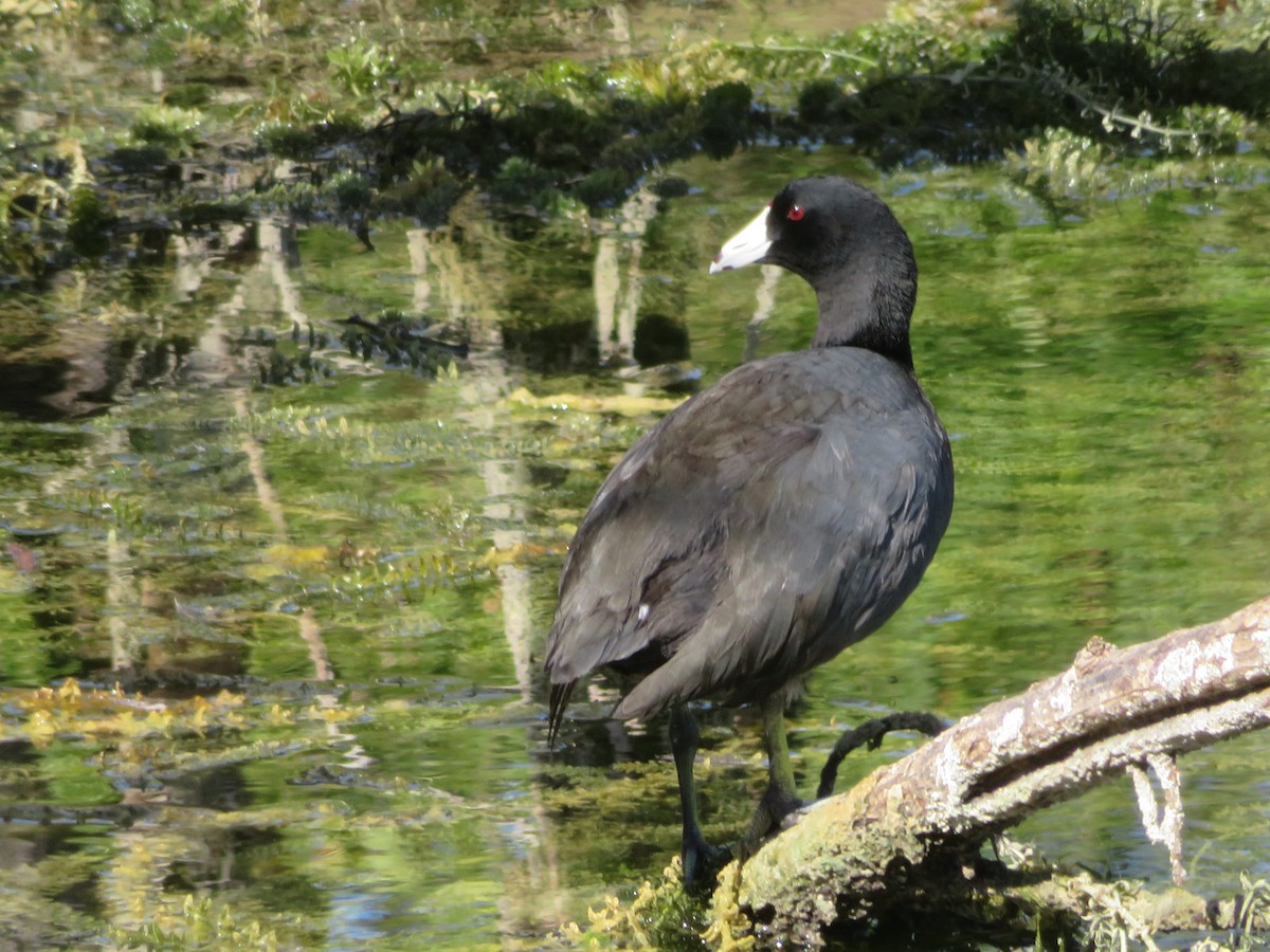 American Coot - ML642292402
