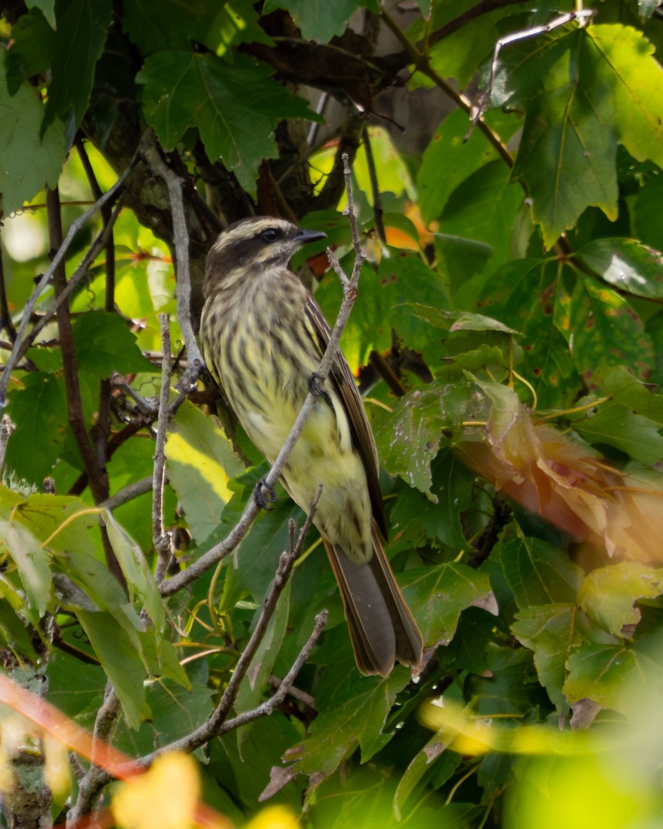 Variegated Flycatcher - ML642292403