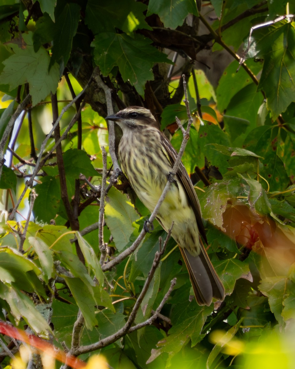 Variegated Flycatcher - ML642292404