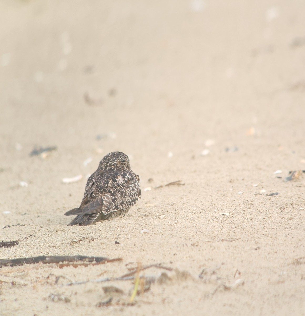 Common Nighthawk - ML642292406