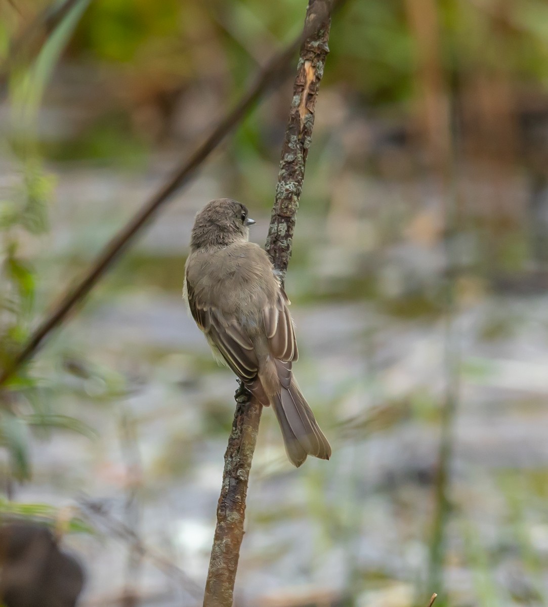 Eastern Phoebe - ML642292410