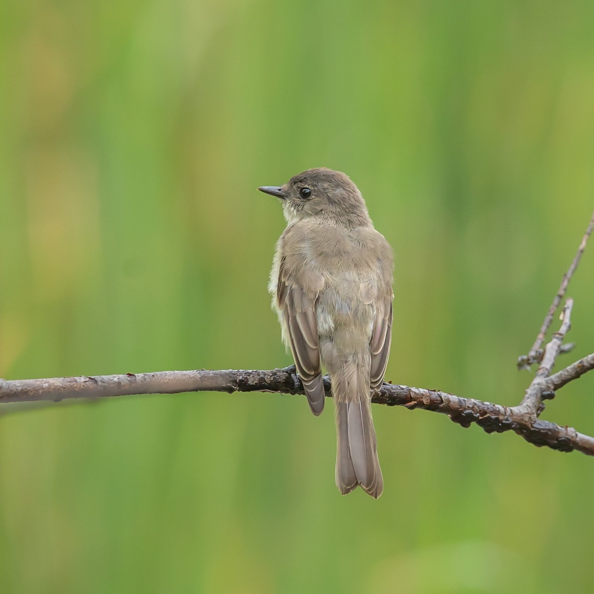 Eastern Phoebe - ML642292411