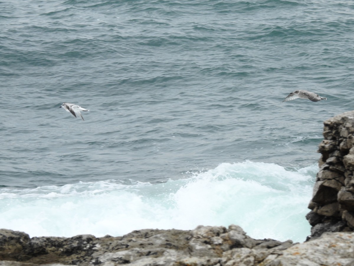 Mediterranean Gull - ML642292414