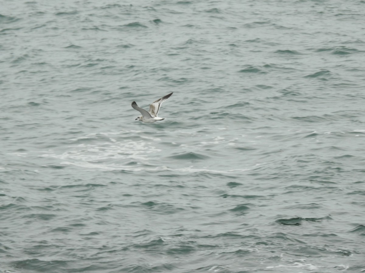 Mediterranean Gull - ML642292415