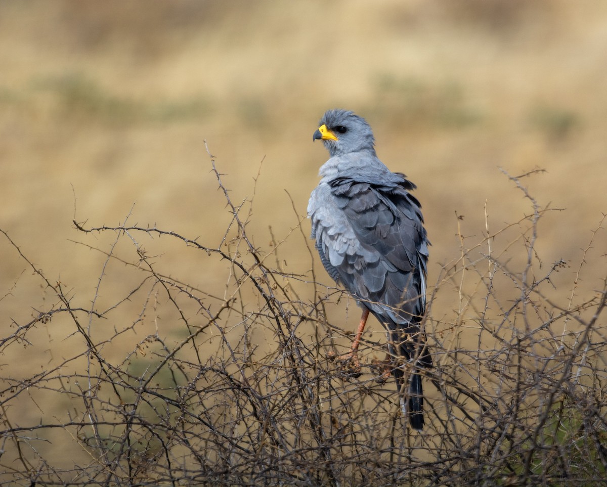 Eastern Chanting-Goshawk - ML642292417