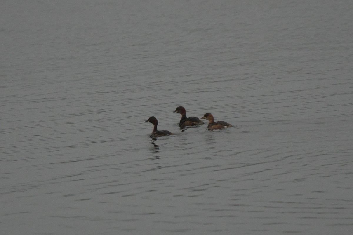 Little Grebe - ML642292419