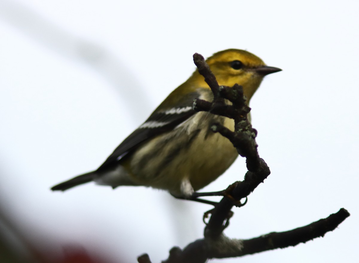 Black-throated Green Warbler - ML642292420