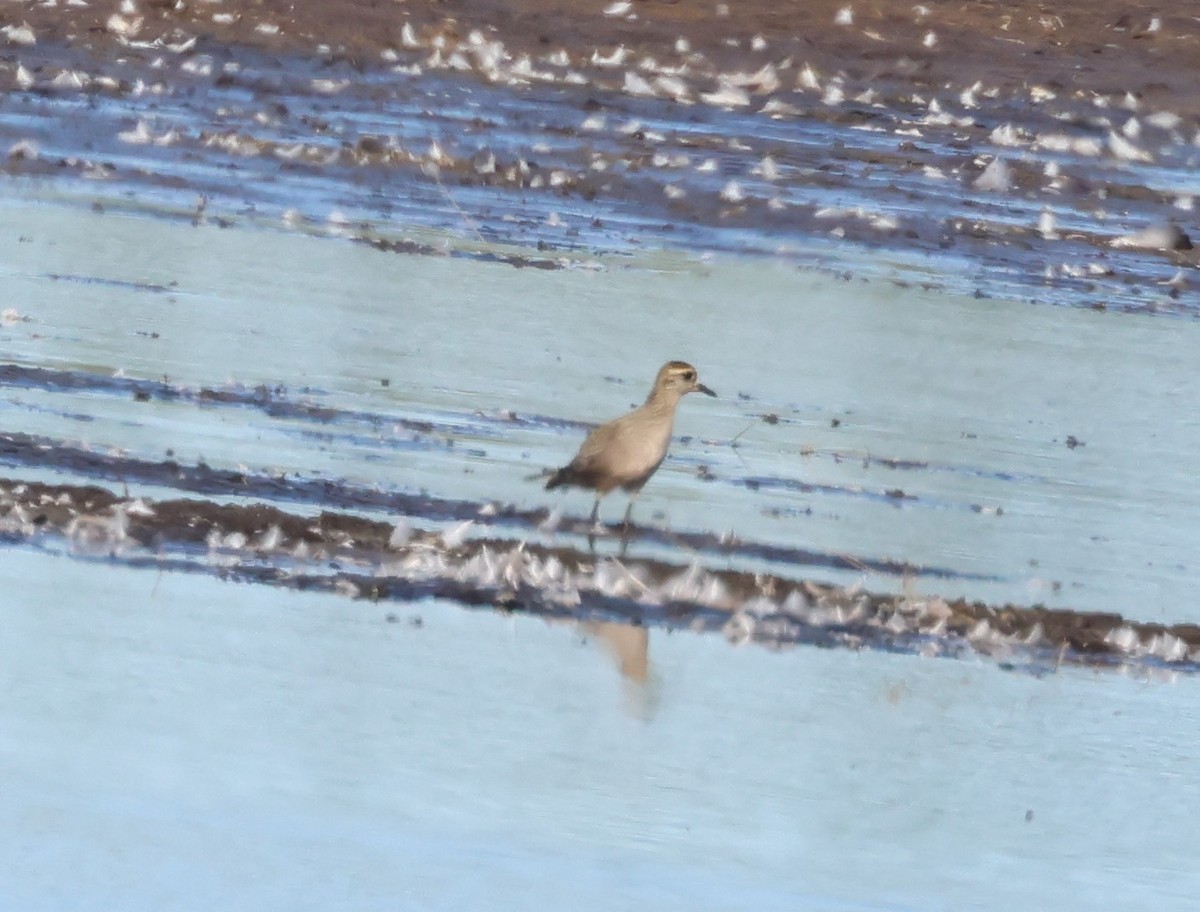 American Golden-Plover - ML642292423