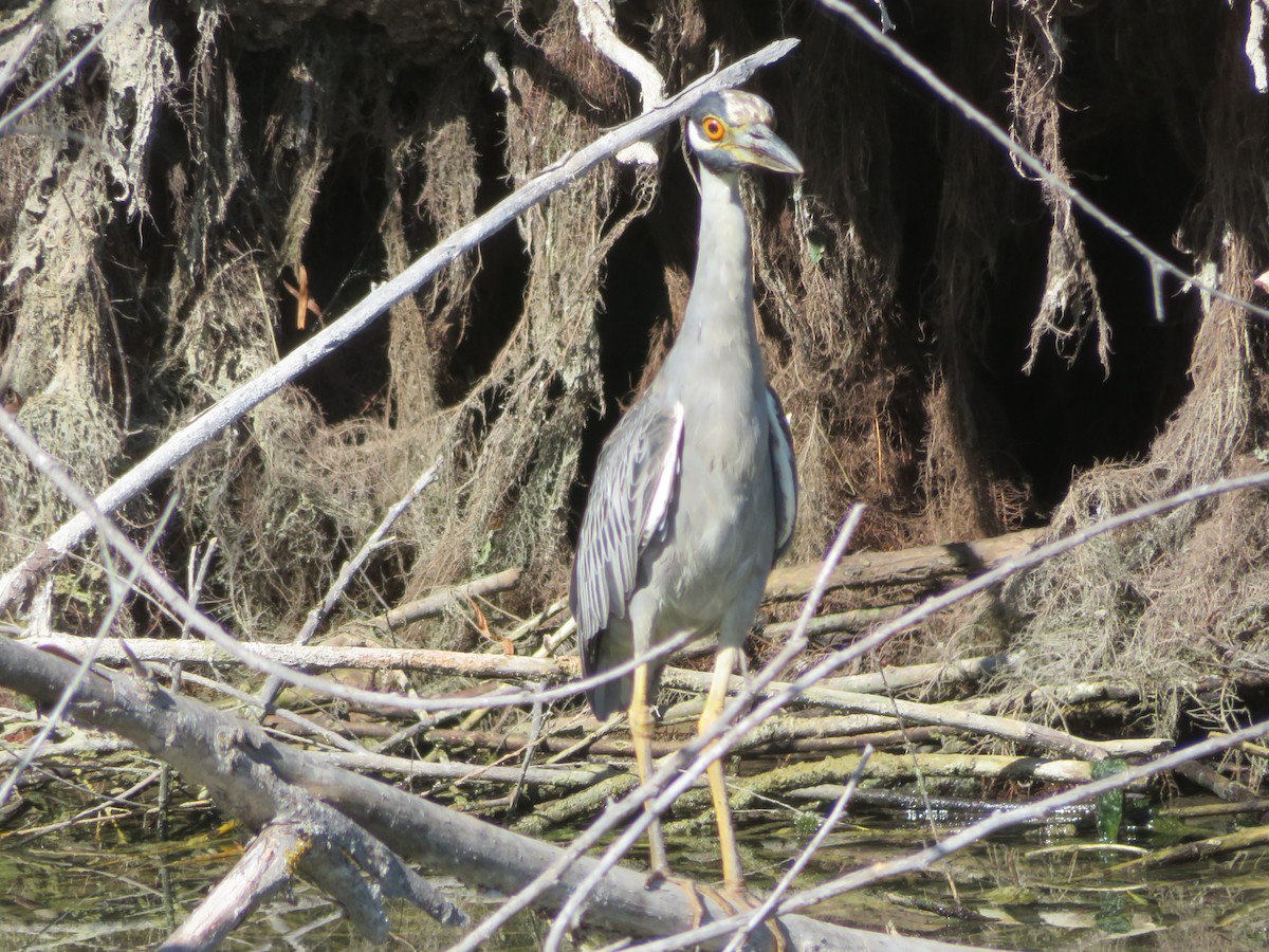 Yellow-crowned Night Heron - ML642292424