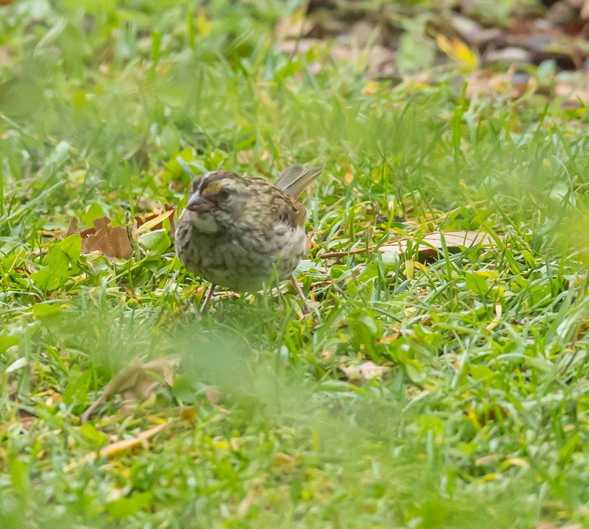 White-throated Sparrow - ML642292427