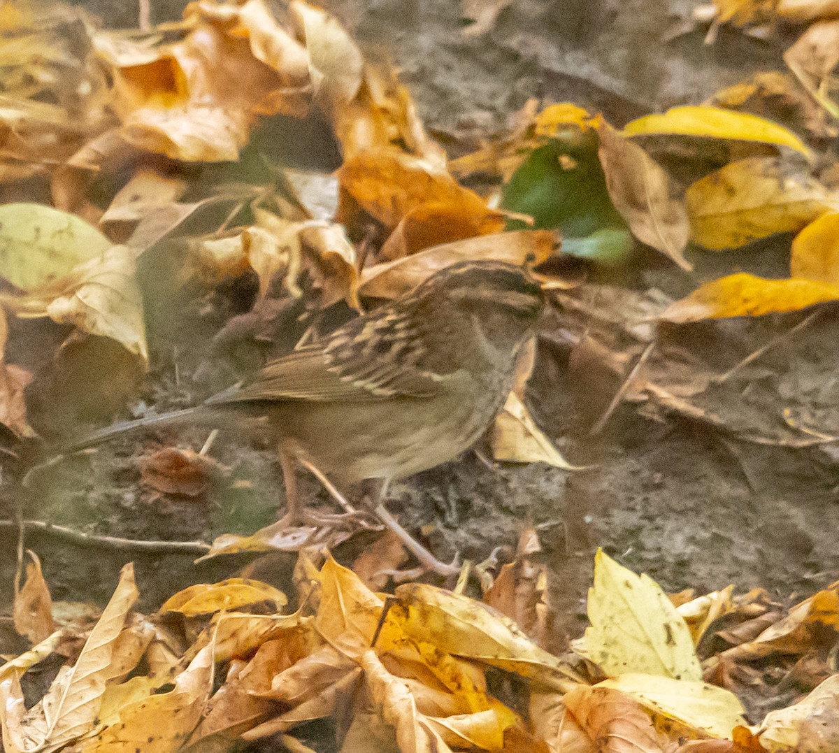 White-throated Sparrow - ML642292428