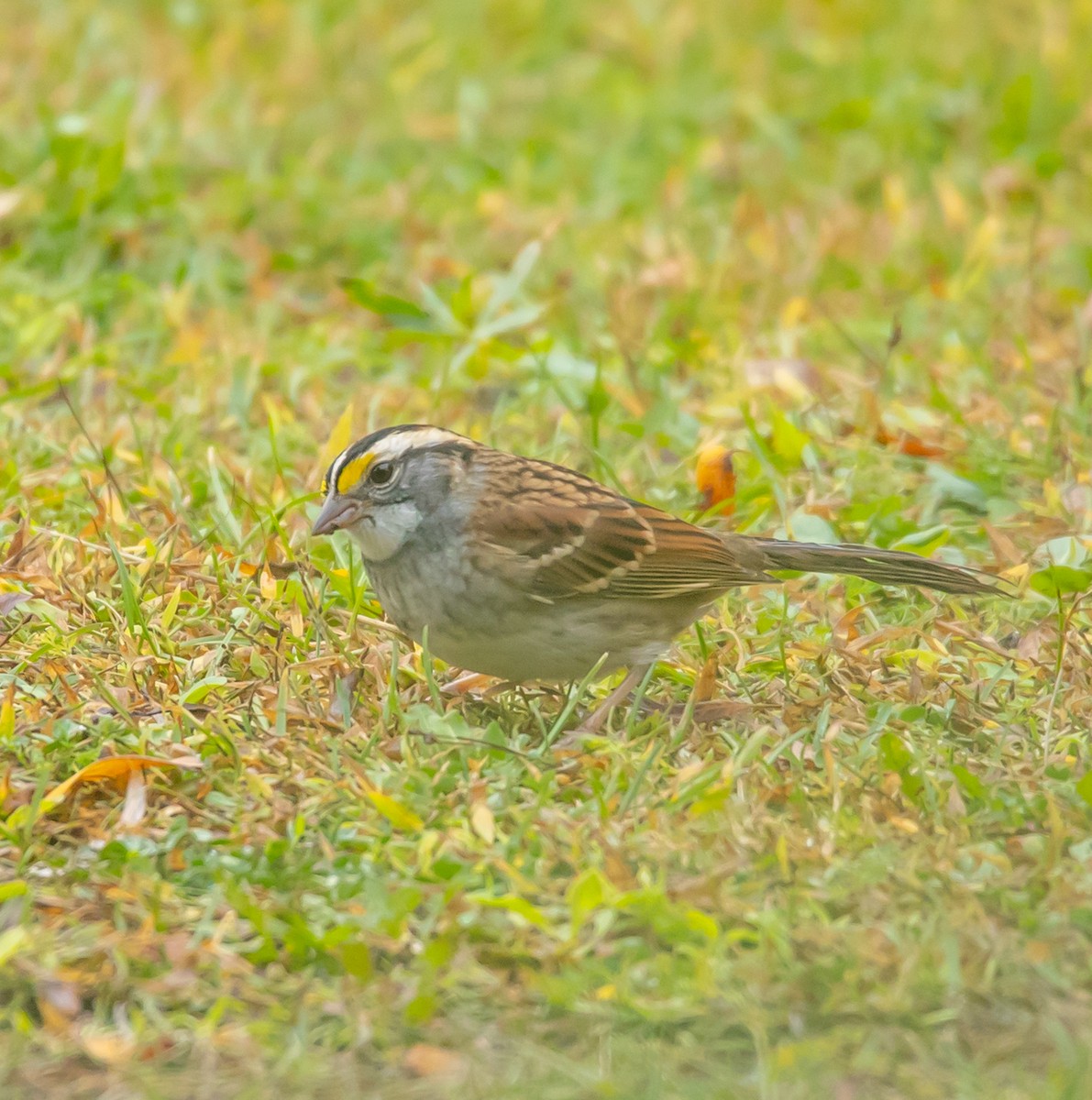 White-throated Sparrow - ML642292429
