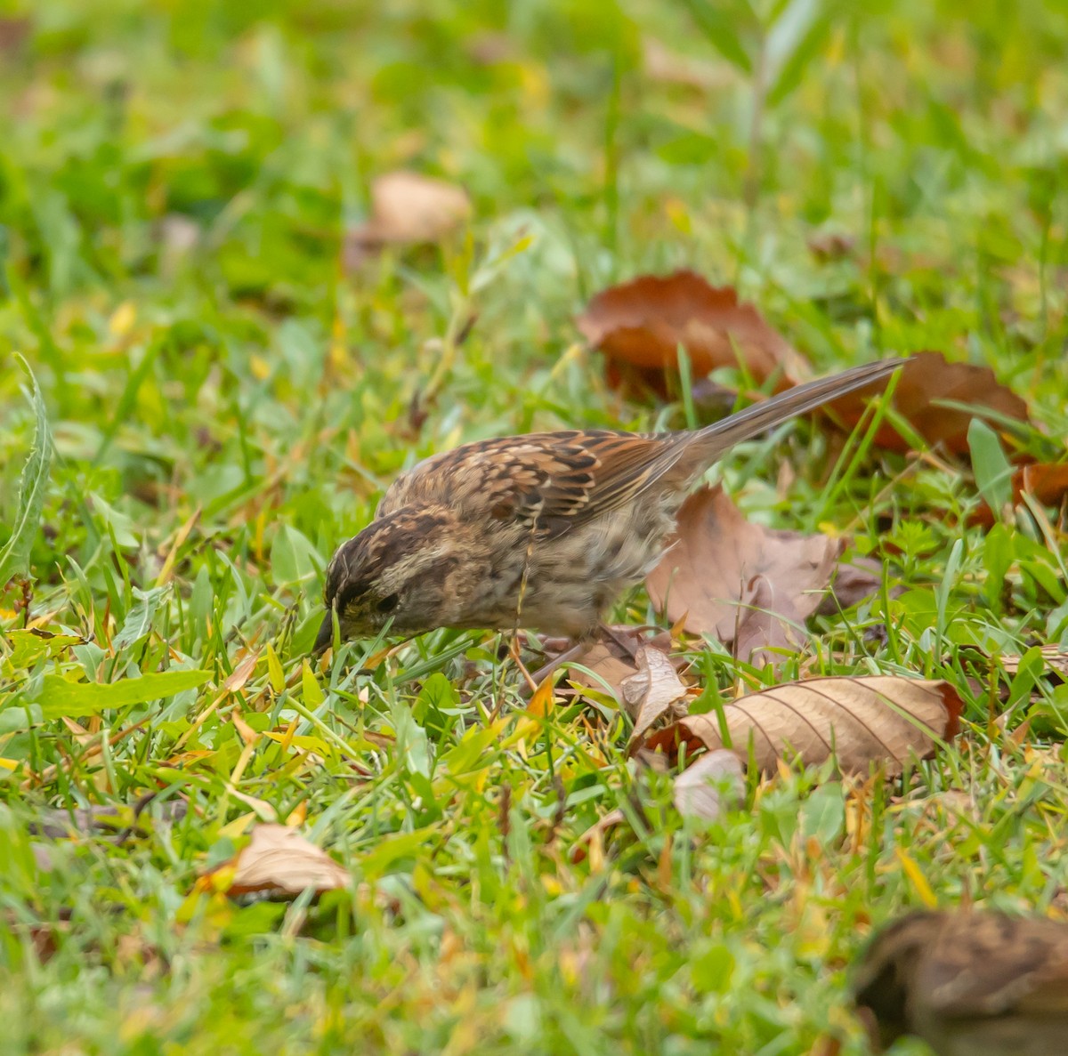 White-throated Sparrow - ML642292430