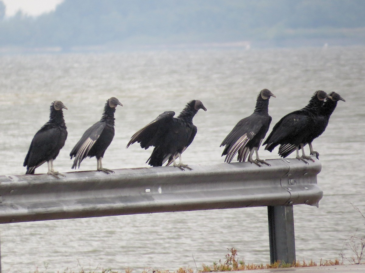 Black Vulture - ML642292459