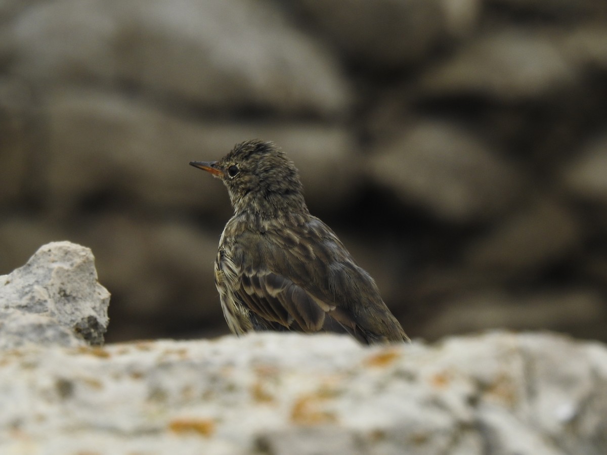 Rock Pipit - ML642292467