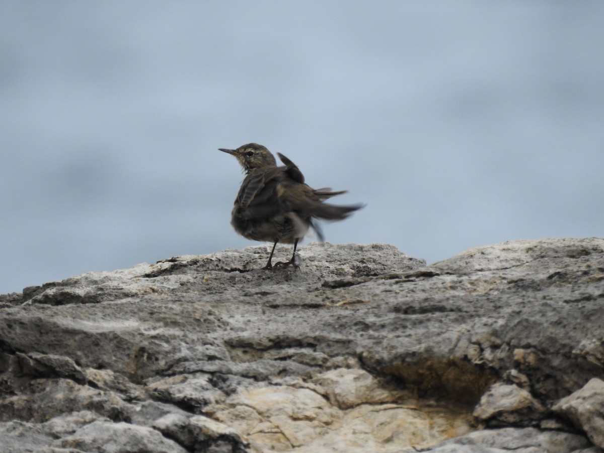 Rock Pipit - ML642292468